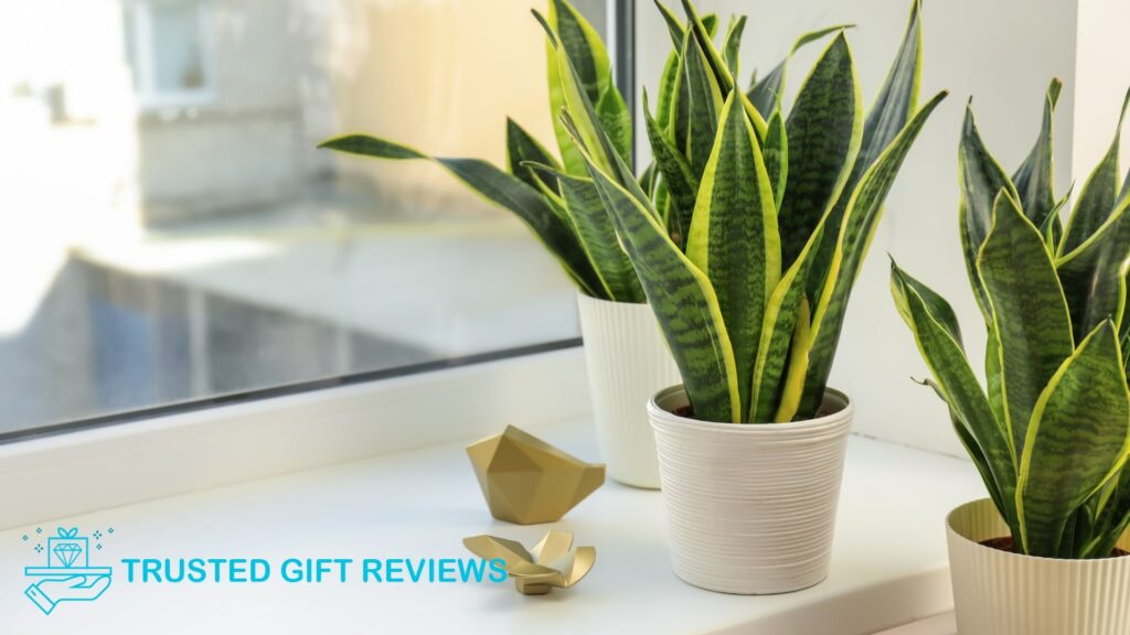 Growing Dracaena Trifasciata An Expert Gardener’s Guide