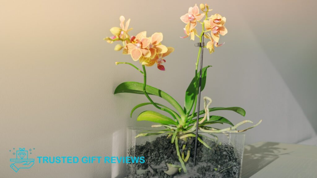 Guide to Nature’s Divas What Is the Best Soil for Orchids