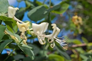 Honeysuckle