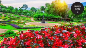 How can begonia flowers be used in gardening and landscaping