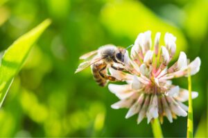 How can clover flowers be used in gardening and landscaping