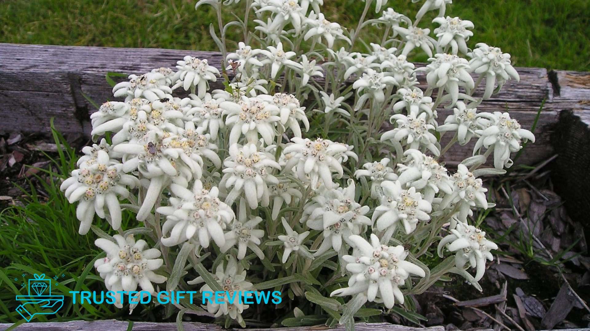 Alpine Treasures: Guide on the Meanings of Edelweiss Flowers [2026]