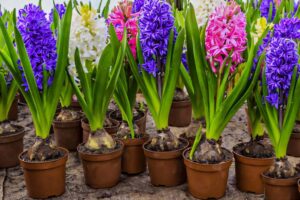 How can hyacinth flowers be used in gardening and landscaping