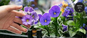 How can pansy flowers be used in gardening