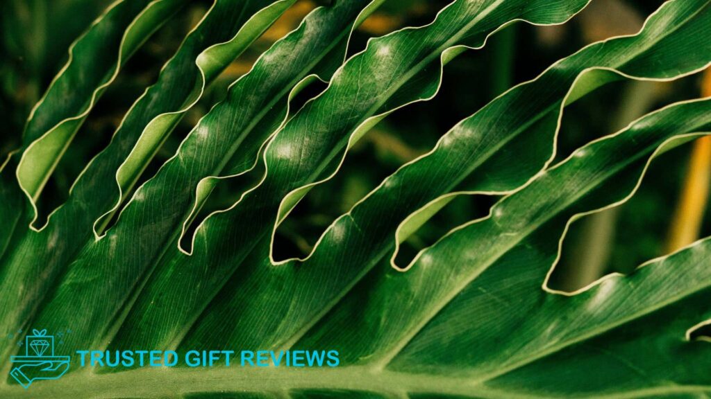 Indoor Giants: A Guide to Growing Split Leaf Philodendrons [2025]