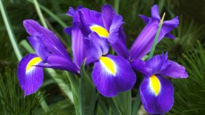 Irises