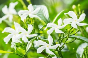 Jasmine