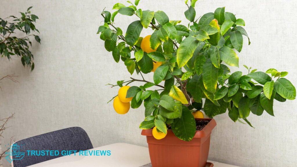 Making the Best Soil for Citrus Trees A Gardener’s Guide