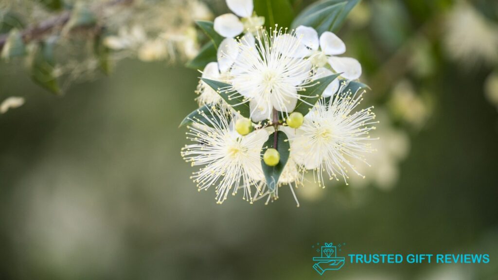 Myrtle Flowers The Meanings That Won the Love of Many