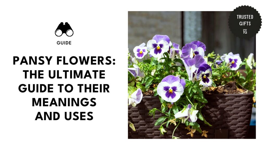 Pansy Flowers Meanings, Cultural Significance, and Uses