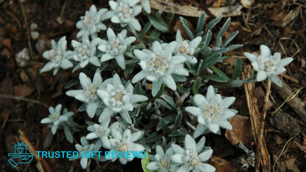 Peak Beauty Meaning and Cultural Significance of Edelweiss