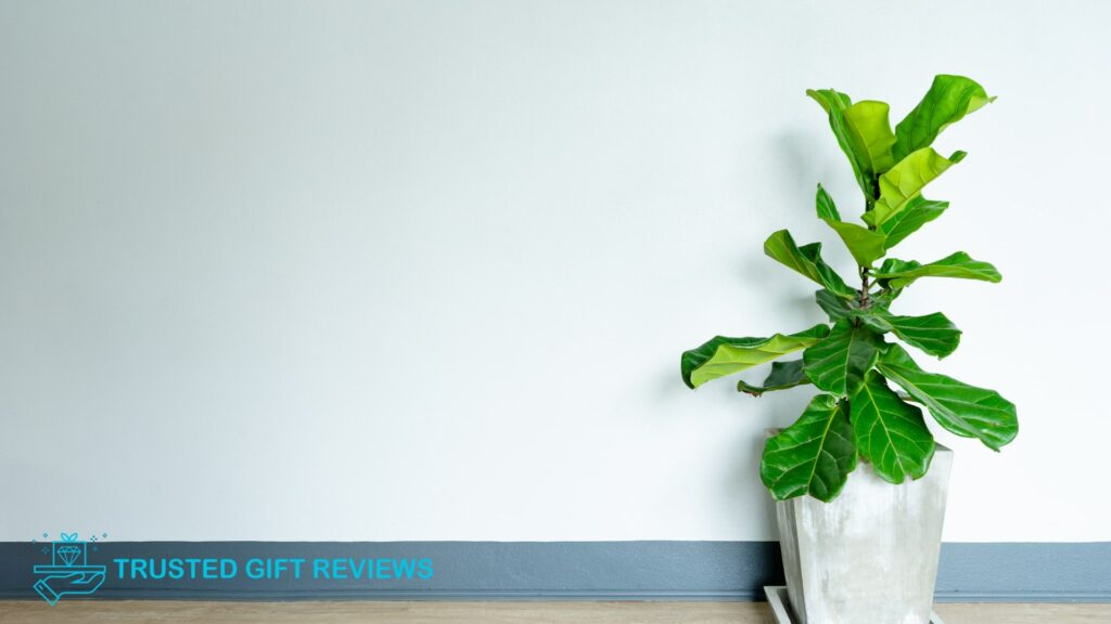Plant Care 101 5 Causes of Brown Spots on Fiddle Leaf Figs