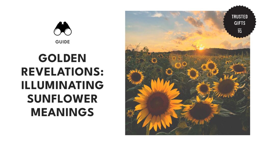 Radiant Blooms Sunflower Meanings and Uses