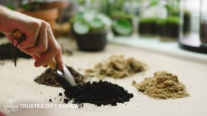 Soil Mix Recipes for Fiddle Leaf Fig