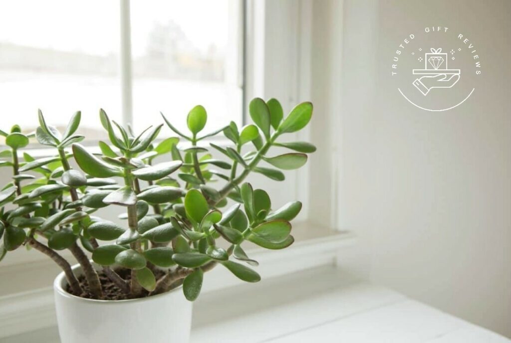 Sun-Kissed Gifts The 15 Best Plants for South-Facing Windows