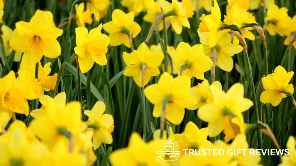 Sunshine Blooms A Guide to Yellow Flowers & Their Meanings