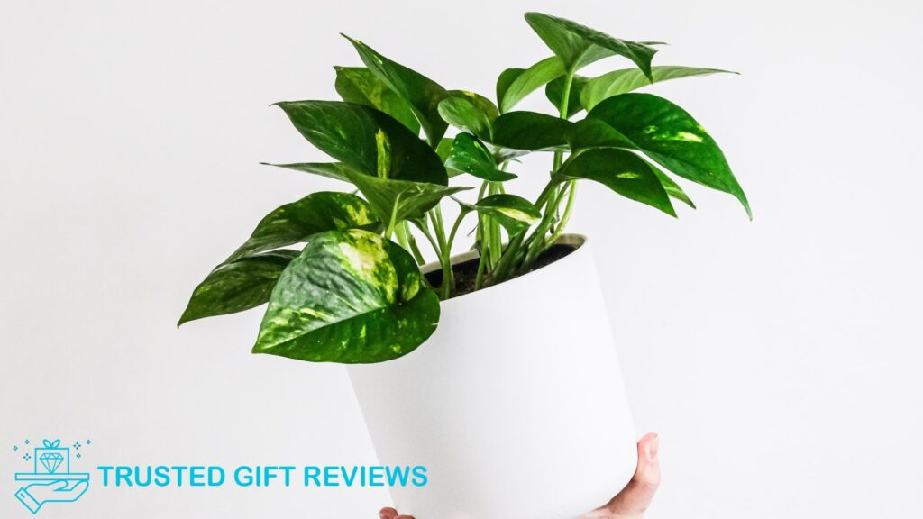 The Ultimate Guide to Making the Best Soil Mix for Pothos