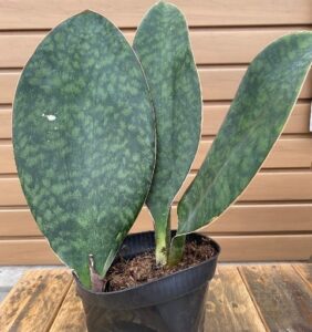 Whale Fin Snake Plant