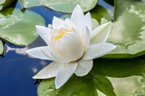 What are the botanical origins of the white lotus flower