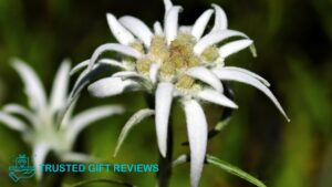 What are the cultural associations of the edelweiss flower