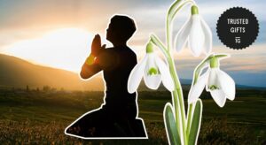 What are the spiritual or religious meanings of snowdrop flowers