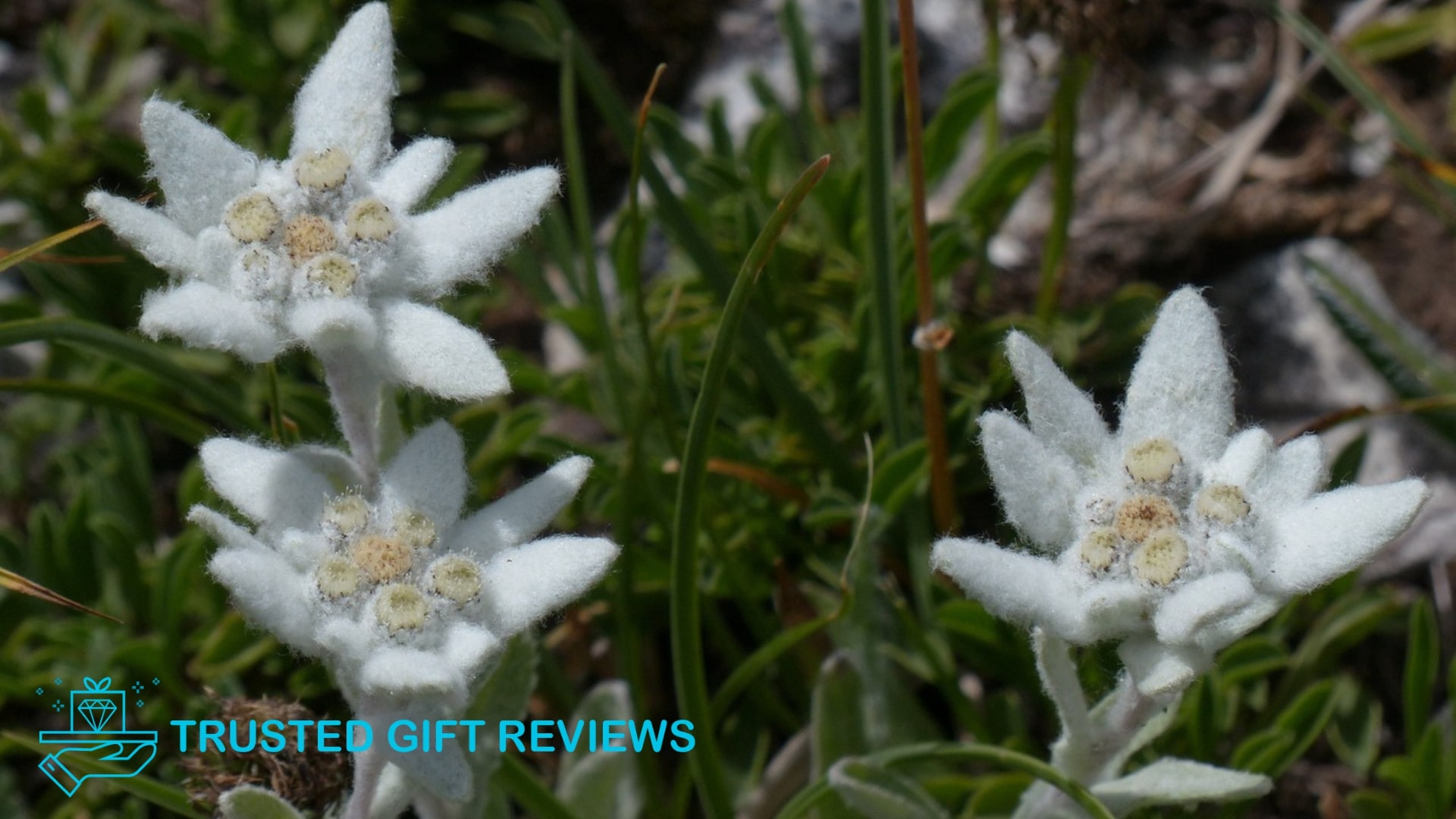 Alpine Treasures: Guide on the Meanings of Edelweiss Flowers [2025]