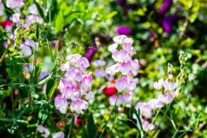 What do sweet pea flowers mean