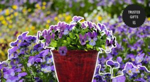 What is the botanical origin of the pansy flower