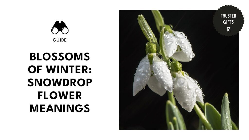 Whispers of Winter's Grace Snowdrop Flower Meanings