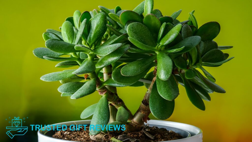 Why Every Home Needs a Jade Plant 9 Surprising Benefits