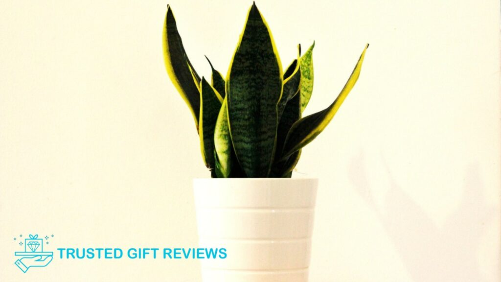 Why does my snake plant have yellow leaves