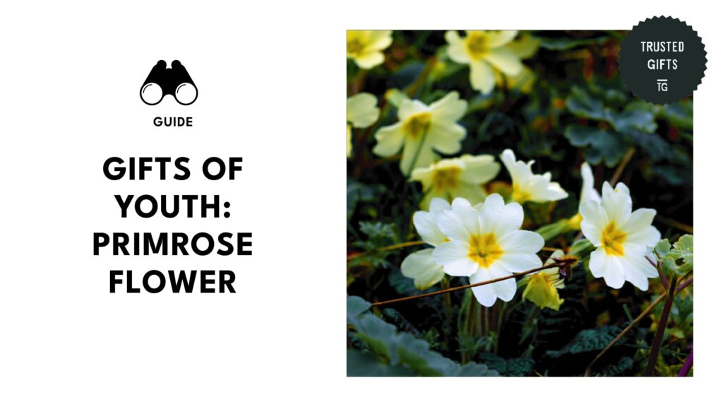 Blooms of Youth and Renewal Primrose Flowers for Gifting
