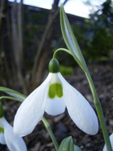 Galanthus elwesii