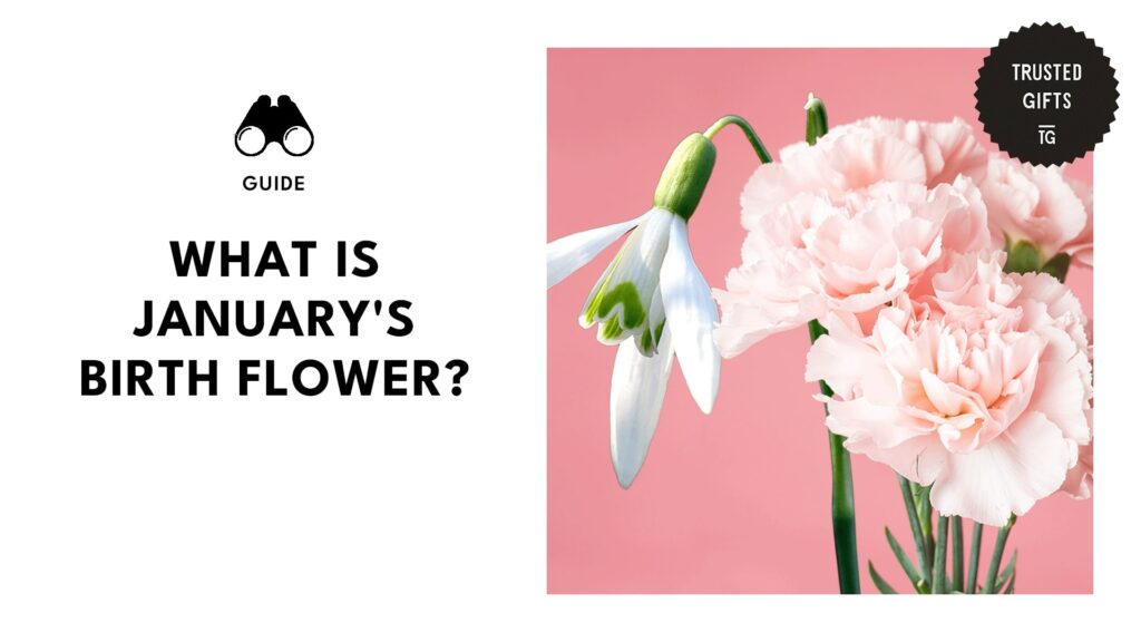 January Birth Flowers Carnation and Snowdrop