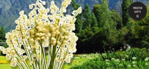 What do lily of the valley flowers mean
