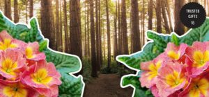 What do primrose flowers mean