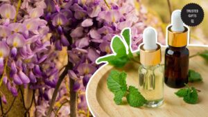 Can wisterias be used for medicinal purposes