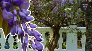 What do wisterias mean