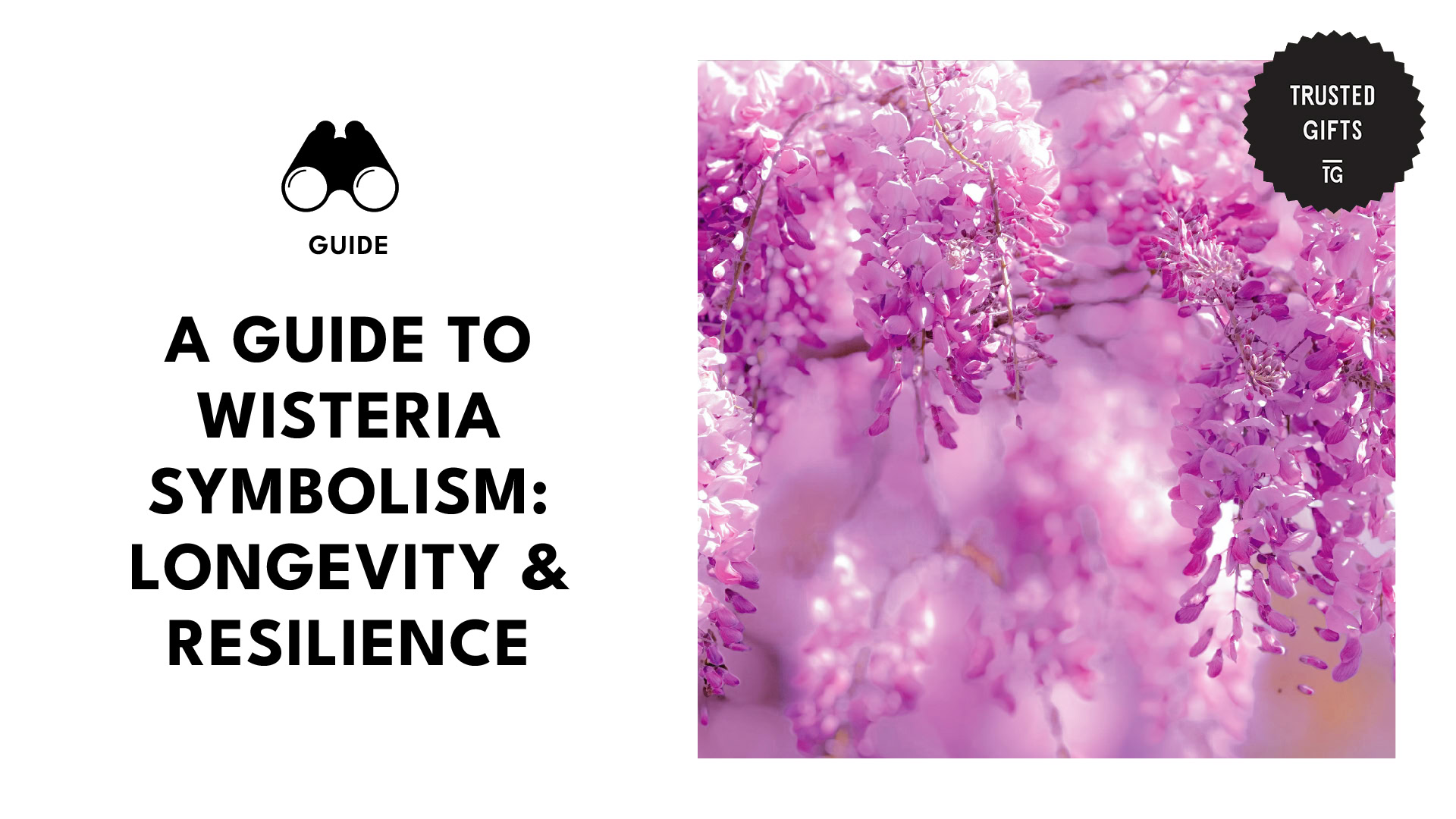 Wisteria Symbolism: Resilient Blooms for Thoughtful Gifting [2026]
