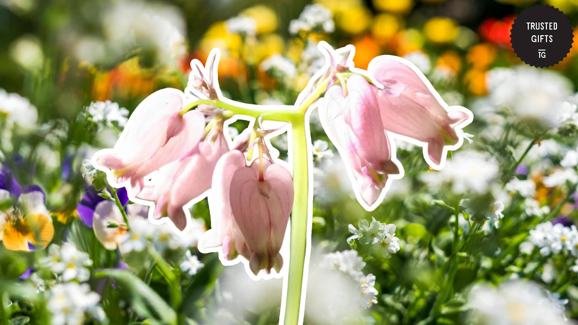 Love and Sorrow: Hidden Meanings of Bleeding Heart Flowers [2026]