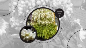 cultural-associations-of-jasmine-flowers