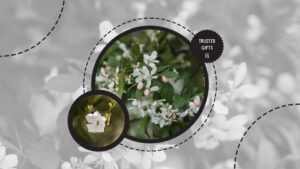 jasmine-flowers-botanical-origin