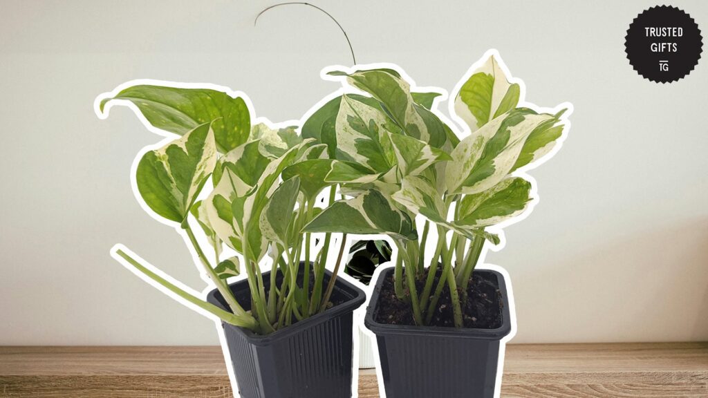 The Complete Variegated Pothos Guide: Types, Care, and More [2026]