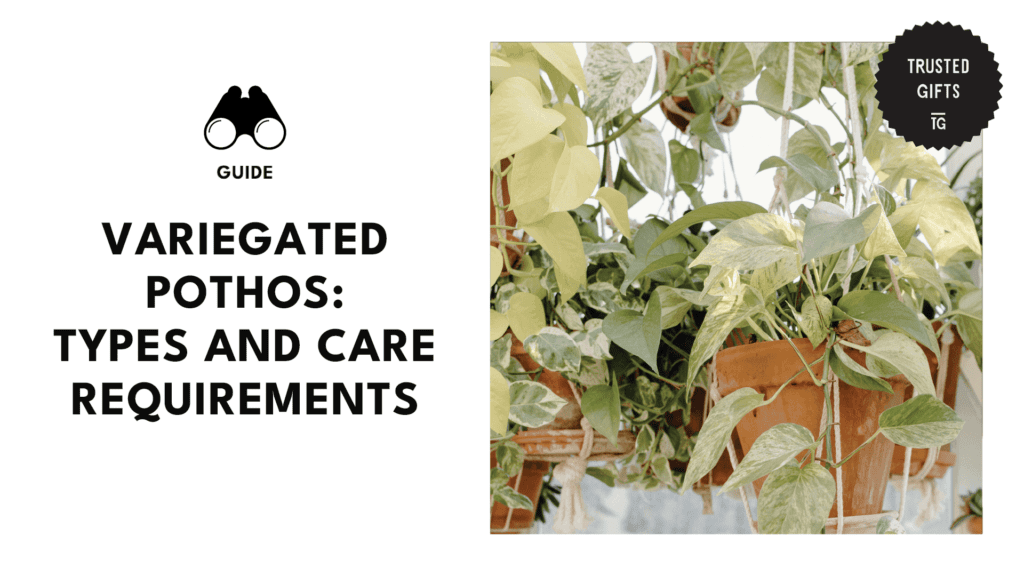 variegated-pothos-banner