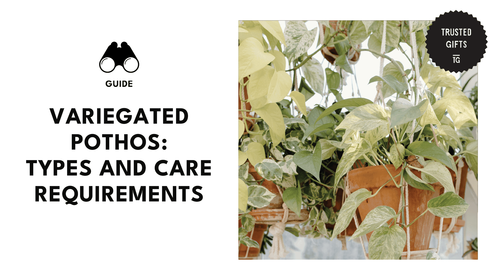 The Complete Variegated Pothos Guide: Types, Care, and More [2026]