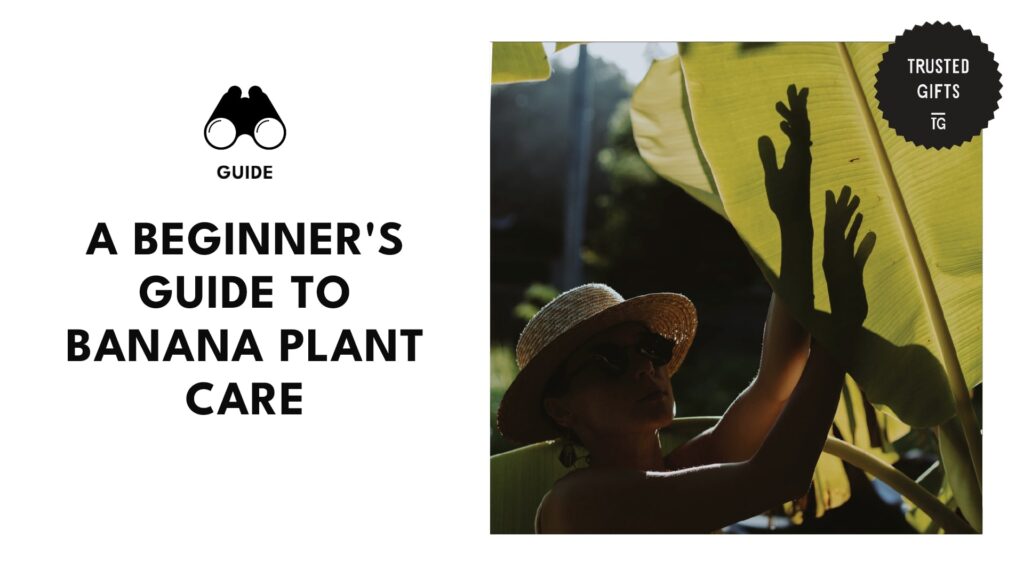 banana-plant-care-banner