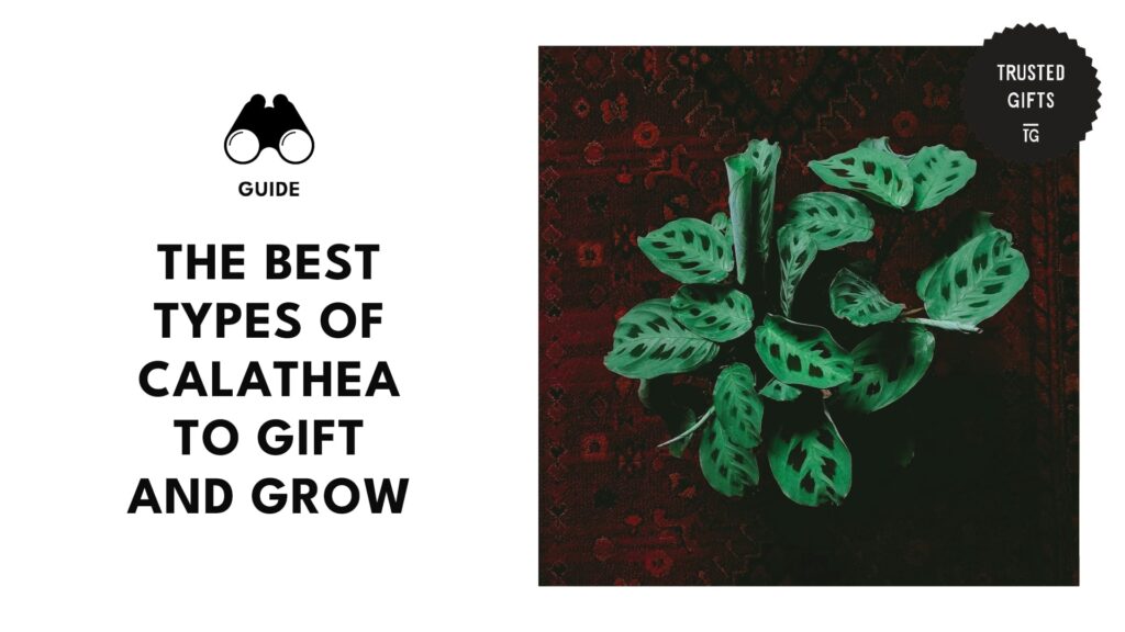 best-types-of-calathea-varieties-banner