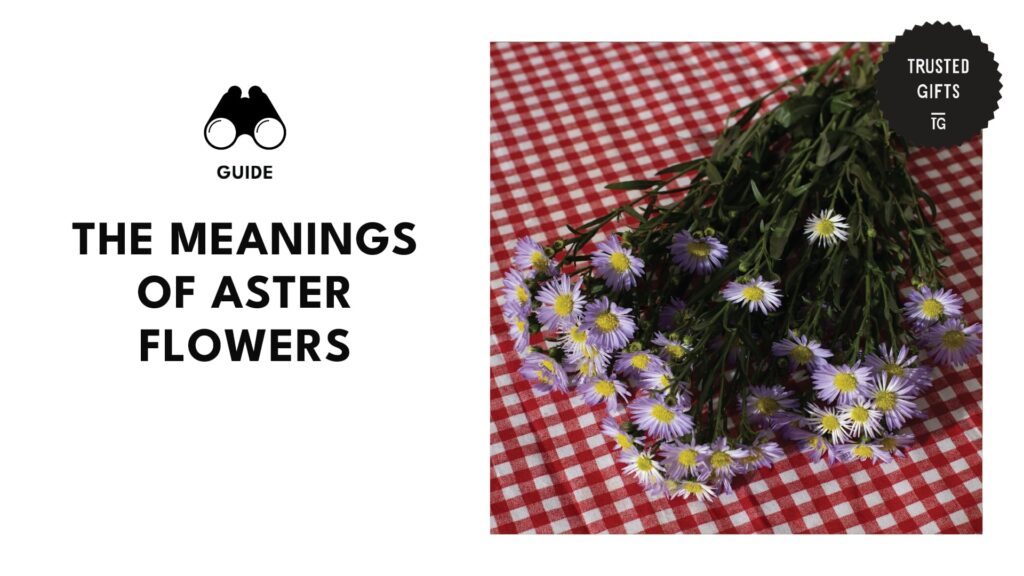 meanings-of-aster-flowers-banner