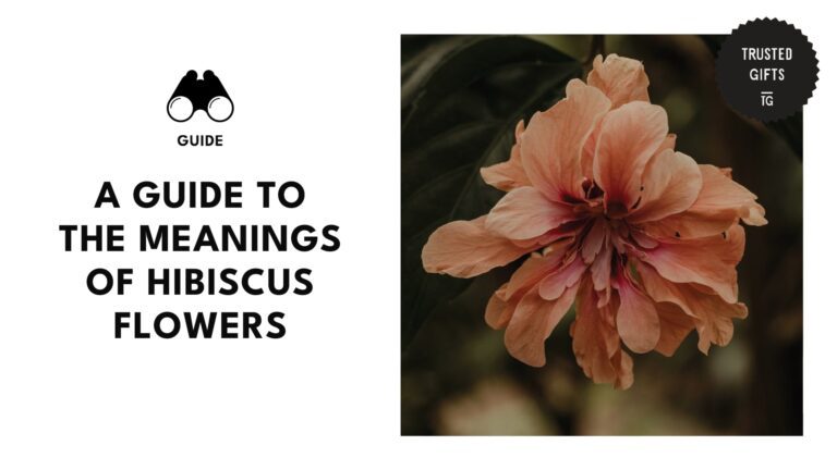 meanings-of-hibiscus-flowers-banner