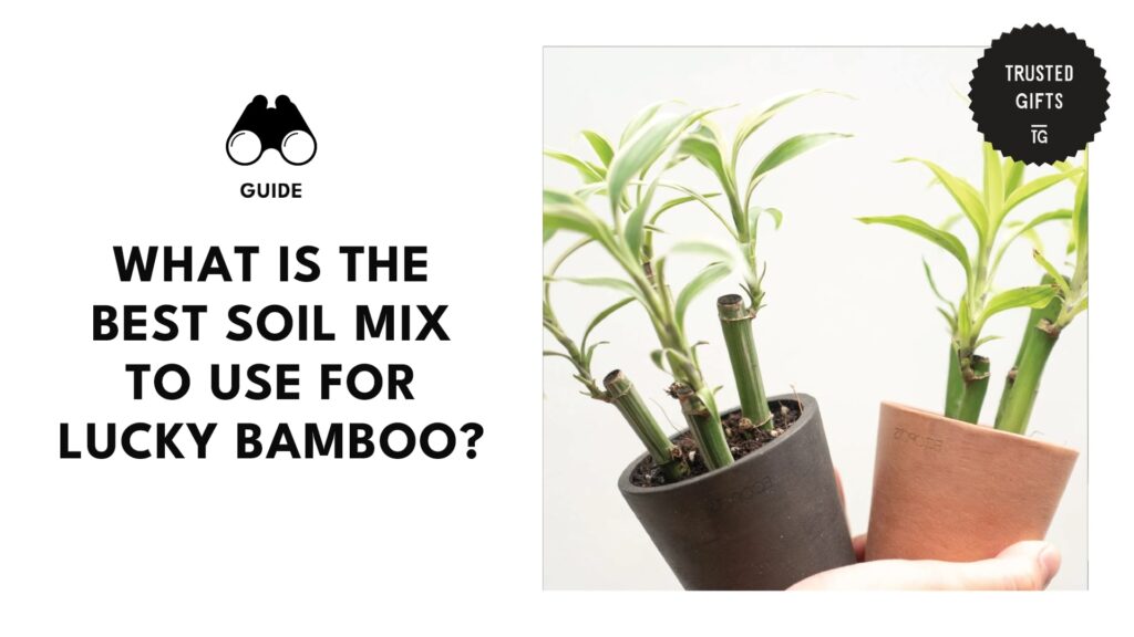 lucky-bamboo-best-soil-mix-banner
